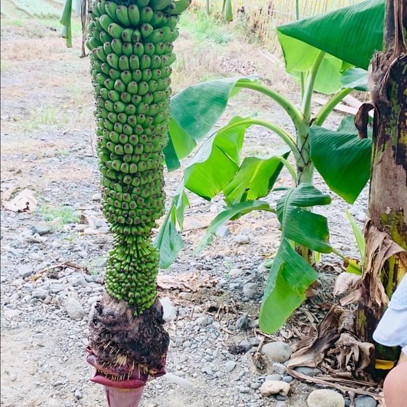 Meet your Posher, Jeel - Picture 1 of 1